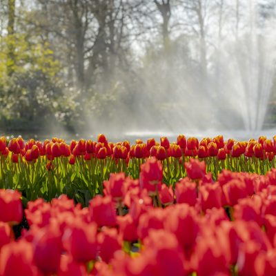 Dagtocht Keukenhof