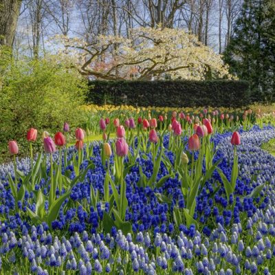 Dagtocht Keukenhof